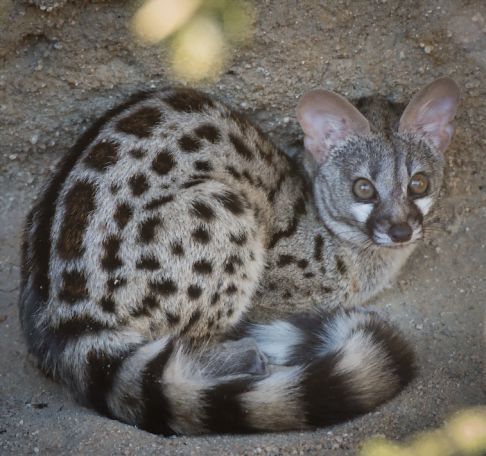 Genetkat