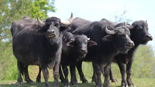 Les grands herbivores