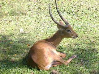 Cobo-de-lechwe num habitat do Bali Safari Park.