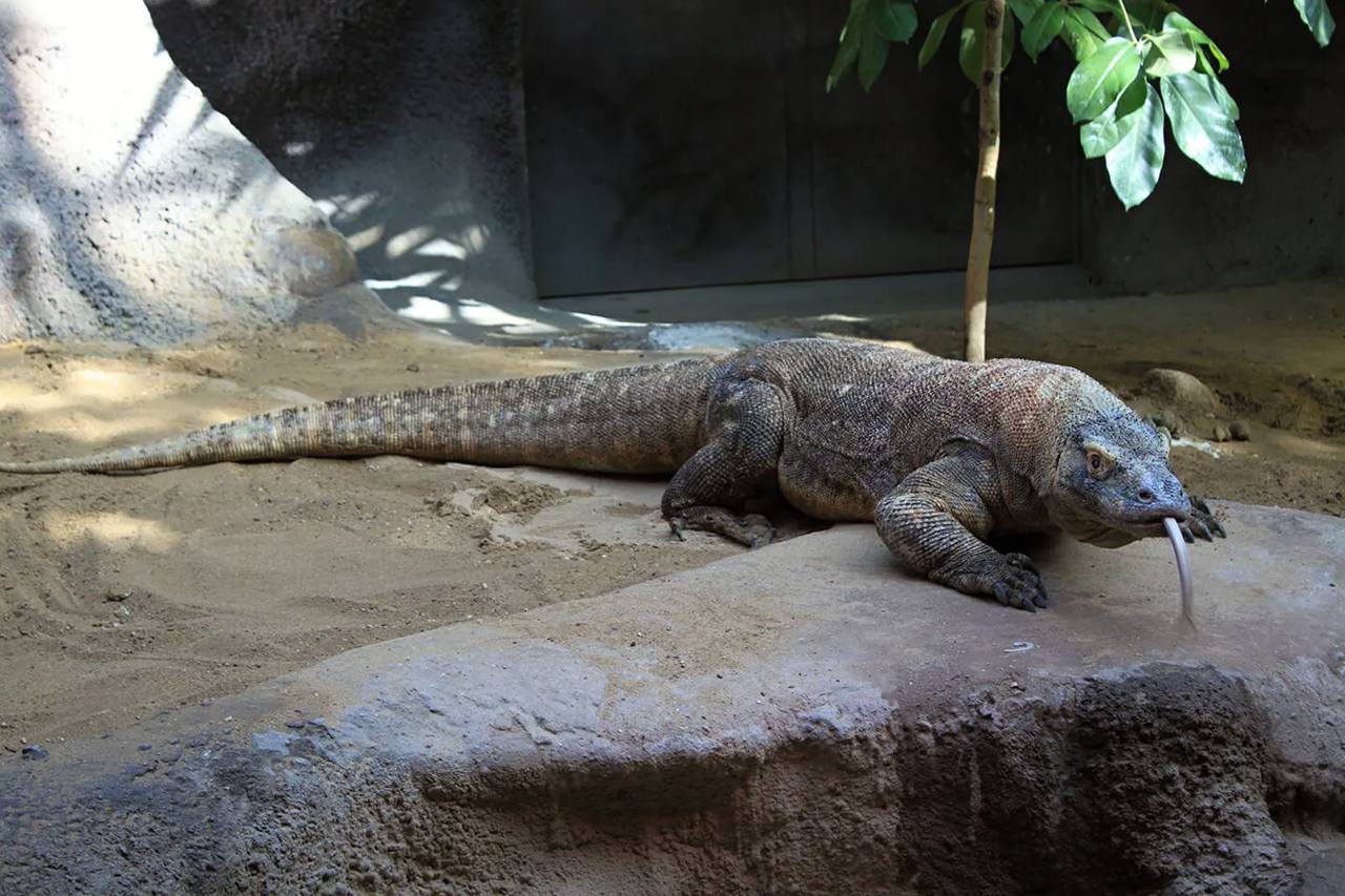 Komodowaran im Bali Safari Park.