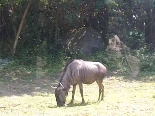 Gnu-azul nas paisagens do Bali Safari Park.