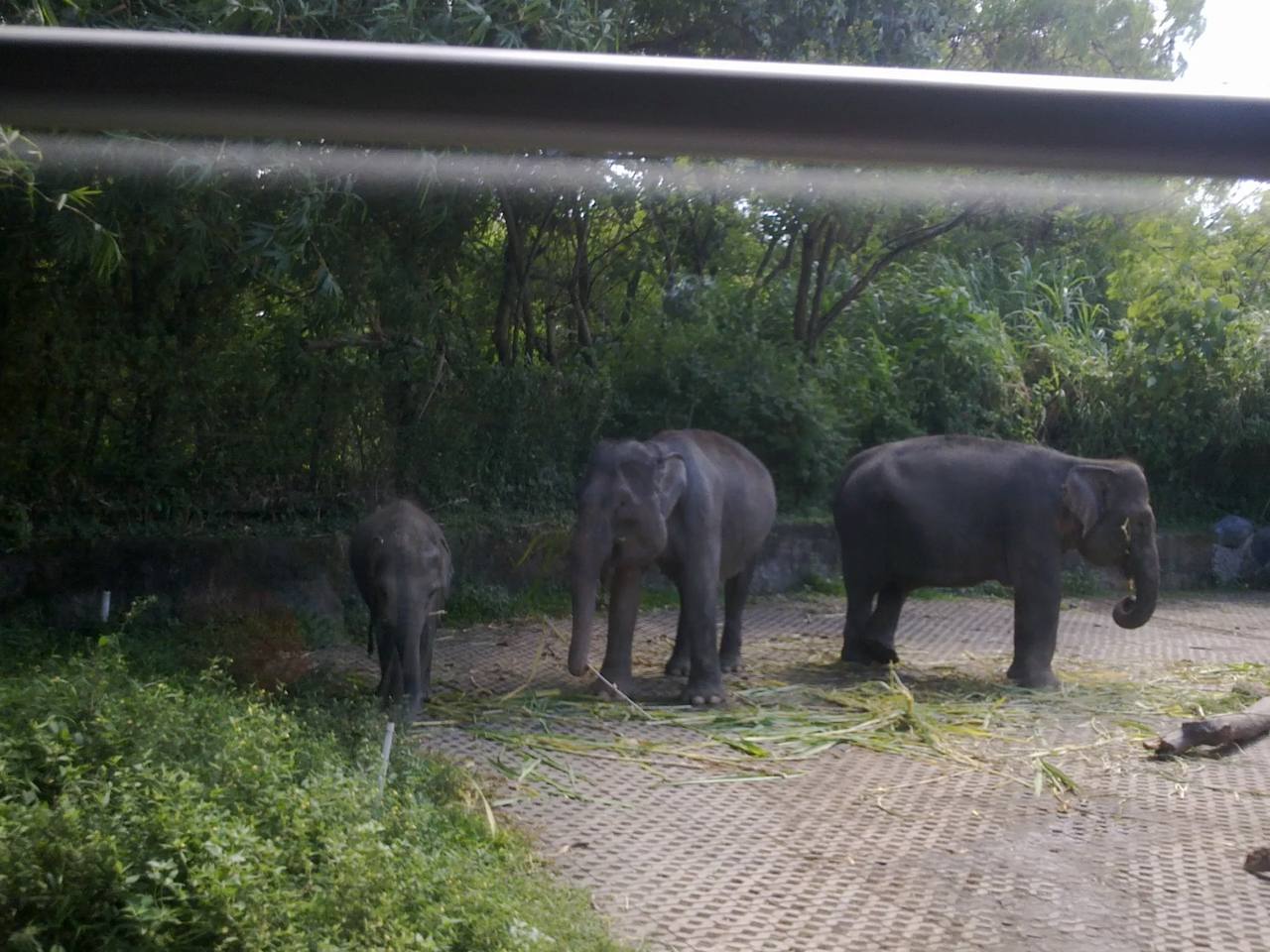 Elefant im Bali Safari Park.