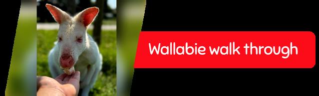 Wallaby Walkthrough