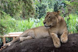 Rustende leeuwin in Bali Safari Park.