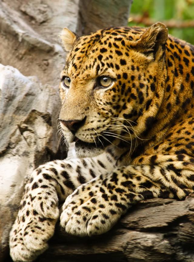 Leopard