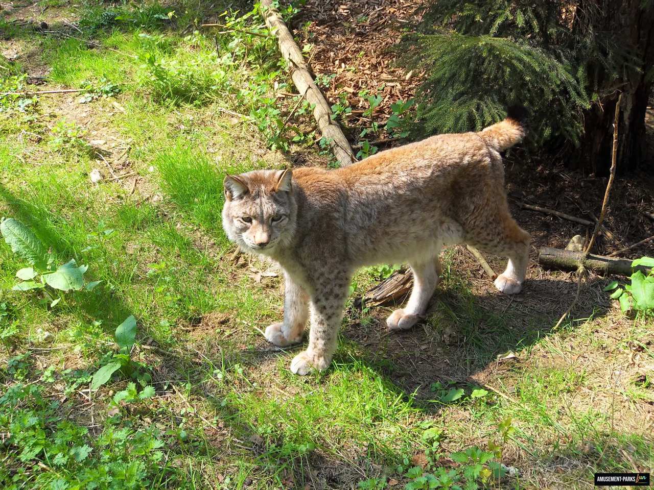 Ein Luchs steht in seinem felsigen und bewaldeten Gehege im Bayern-Park.