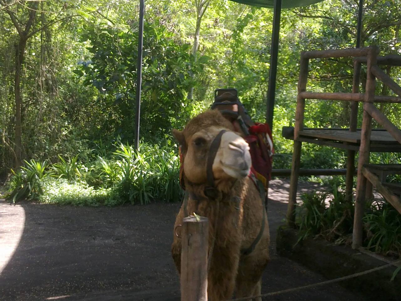 Dromedário num habitat do Bali Safari Park.
