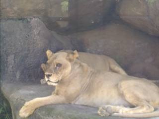 Vista generale di Bali Safari Park.