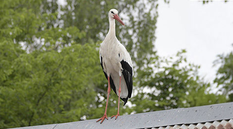 Cigogne blanche