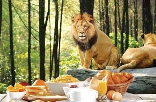Leeuw tijdens Breakfast with Lions.