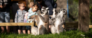 As crianças aproveitam as zonas de brincadeira do Familiepark Harry Malter durante um passeio pelo recinto arborizado.