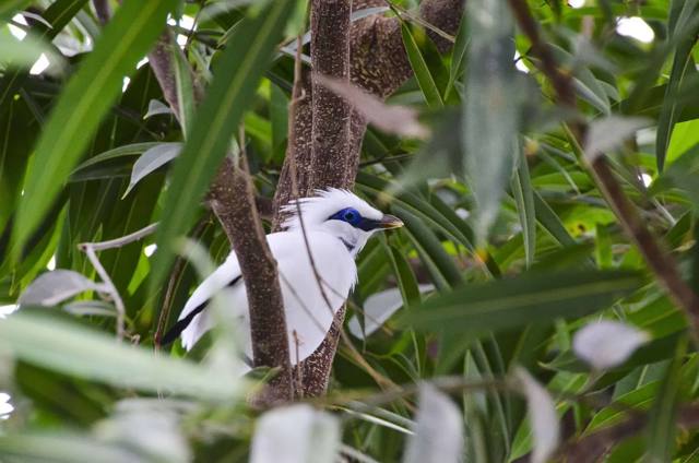 Bali Starling