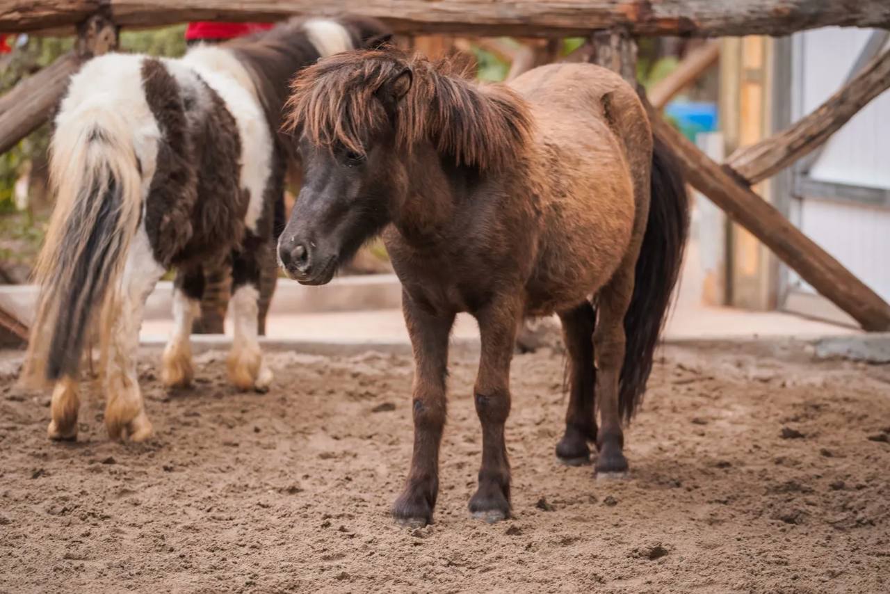 Zicht op Ngựa pony in Bao Son Paradise Park.