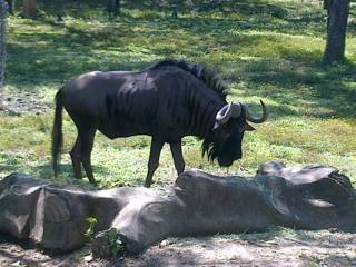 Gnu-azul num habitat do Bali Safari Park.