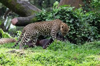 Luipaard in zijn omgeving in Bali Safari Park.