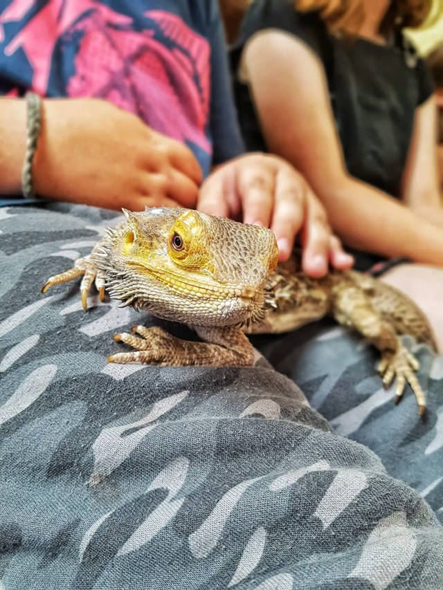 Reptile Barn