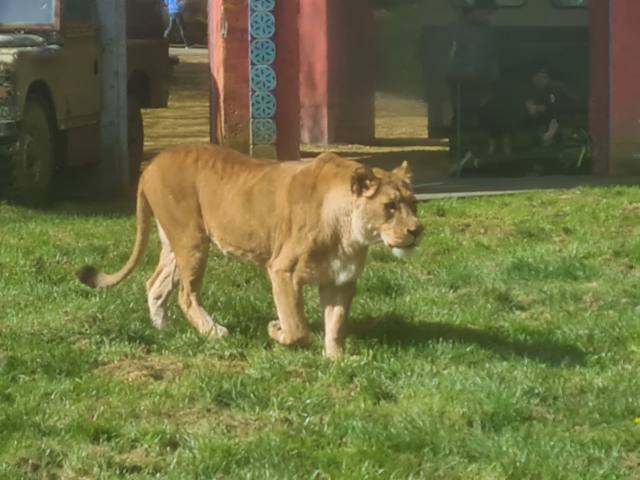 Lion