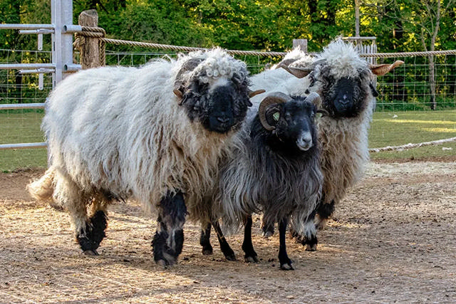 Moutons