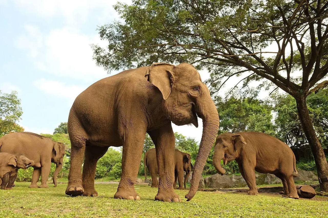 Éléphants à Kampung Gajah, espace d’Elephant Bathing.
