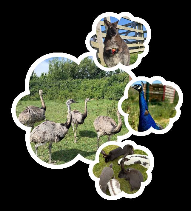Farm Walk & Rescue Animals