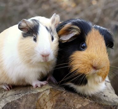 Cavia