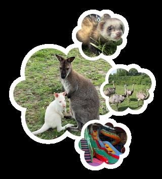 Colagem de encontros com animais, tratadores e do grande playbarn coberto.