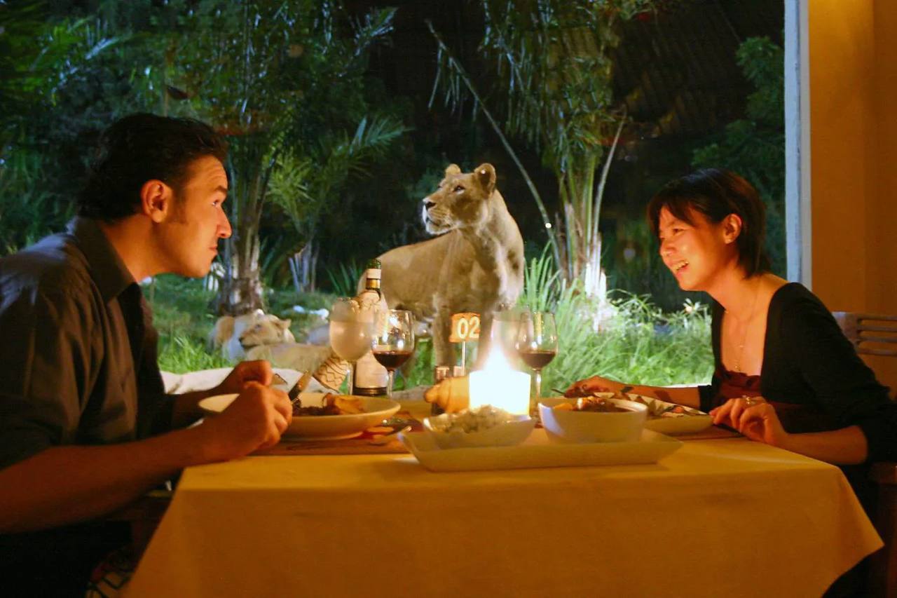 Widok na lwy z Tsavo Lion Restaurant.