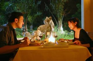 Widok na lwy z Tsavo Lion Restaurant.