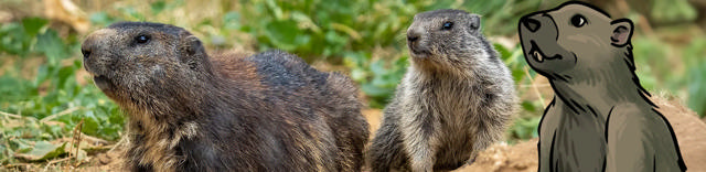 Marmottes