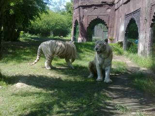 Tigres blancos de Ranthambore Palace en Bali Safari Park.
