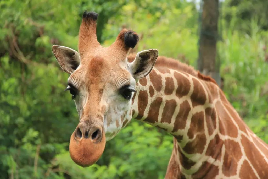 Shingo, girafe mâle du Mara River Safari Lodge.