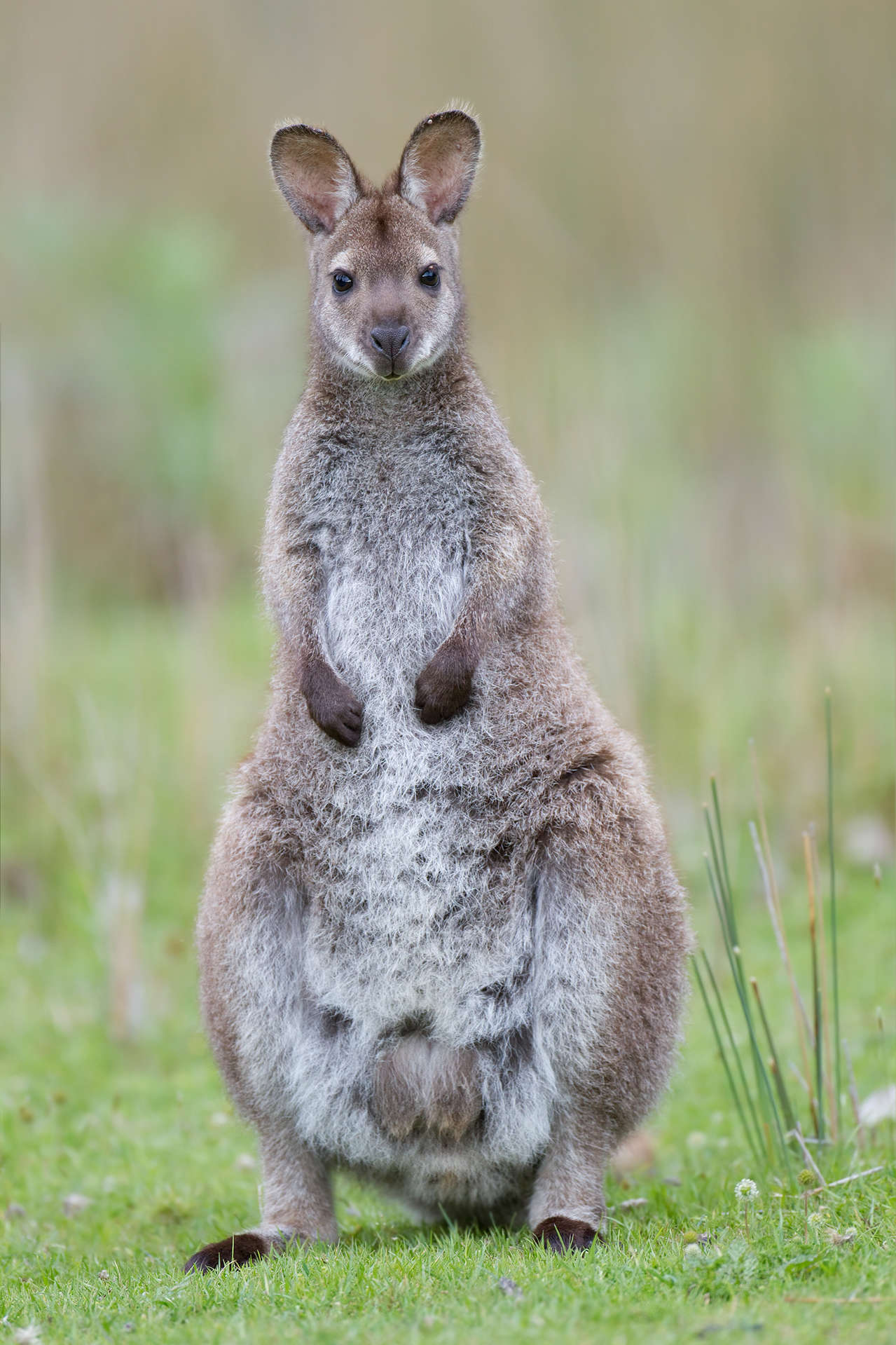 Bennett’s wallaby standing in a meadow.