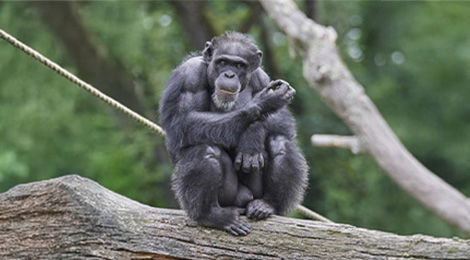 Chimpanzé